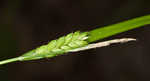 Flat spiked sedge